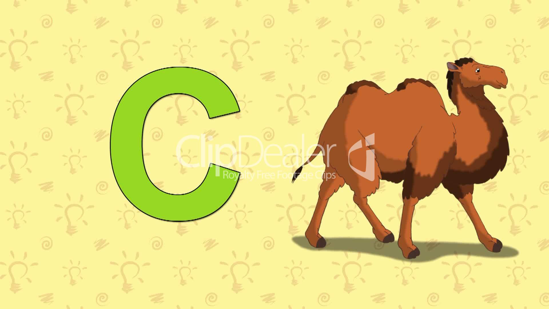 Camel. English ZOO Alphabet - letter C: Lizenzfreie Stock Videos und Clips